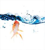 Goldfish Swimming in Water