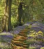 Path Between Bluebells