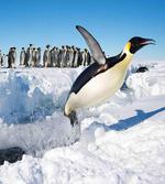 Detailed Arctic Photo