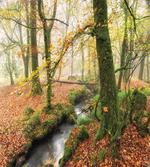 Misty Woods Cornwall