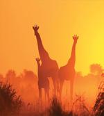 Sunset with Animals