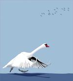 Swan Wildlife Animal artwork