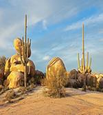 Saguaros Boulders Sunset