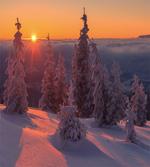 Sunset Snowy Pine Trees