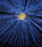 Full Moon in Woods