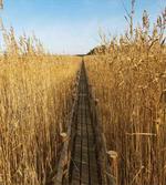 Old Walkway in Reeds