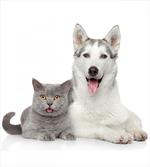 Animals Pets Dogs Digital