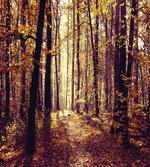Misty Weather Forest