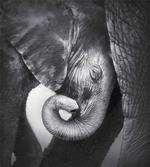 Elephant Mother and Baby