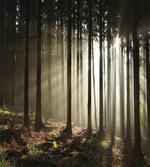 Morning Forest Scenery
