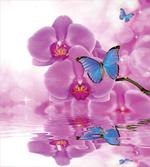 Orchid Bloom on Water