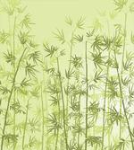 Tropical Growth Forest