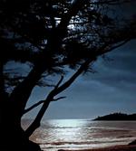 Night Tree Silhouette Sea