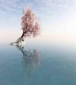 Lonely Tree in Water