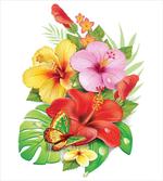 Colorful Hibiscus Blooming