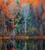Forest River Autumn