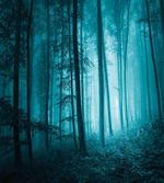Foggy Dark Country Forest