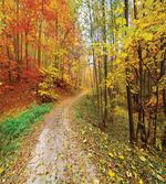 Colorful Autumnal Landscape