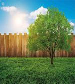 Life Tree Yard Field
