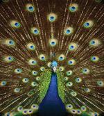 Peacock with Feathers