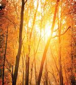Autumn Forest Branches