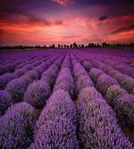 Lavender Field Sunset