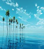 Long Coconut Trees Still Water