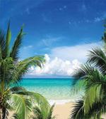 Tropical Sea Palms Sunny Day
