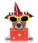 Party Dog Sunglasses