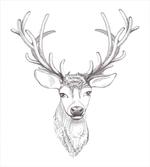 Sketch of Deer Head