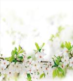 White Spring Blossoms