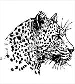 Jaguar Sketch Wildlife