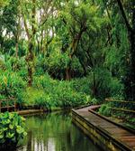 Wild Exotic Forest Pier