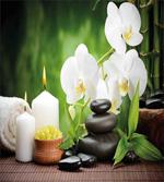 Stones and Orchids