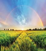 Wheat Field Nature