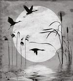 Heron Birds