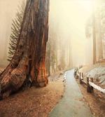 Foggy Forest Woods