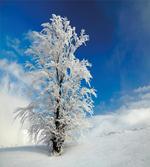 Lonely Tree Rural Land