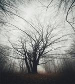 Autumn Tree in Fog Dark