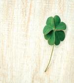 Close up Photo of Shamrock