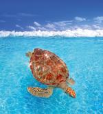 Chelonia Water Surface artwork