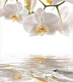 Orchids on Rippling Water