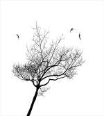 Tree Flying Birds