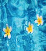 Frangipani Flower Aqua