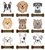 Boston Terrier Dogs