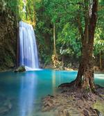 Asia Thailand Jungle Trees