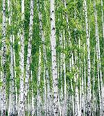 Fresh Summer Leaves