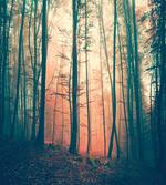 Autumn Forest Woodland