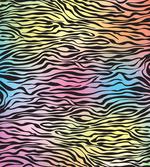 Colorful Wildlife Zebra