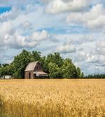 Cottage in a Wheat Field